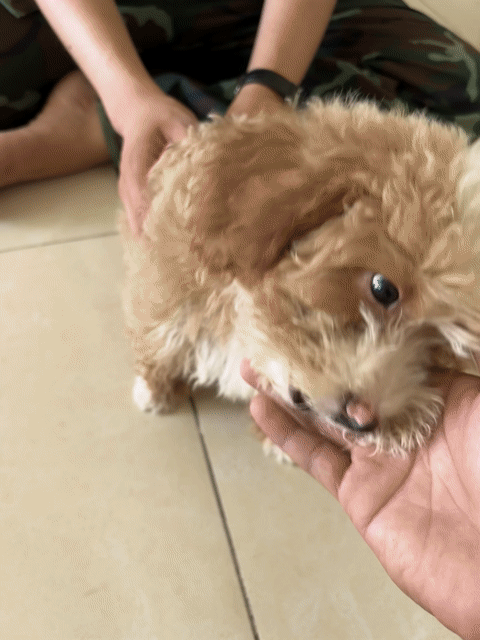 Chó Poodle Đực đã tiêm phòng 2 mũi. Mua bán Chó tại Quận 10 Tp Hồ Chí Minh được đăng bởi Đực Mánh hình 1