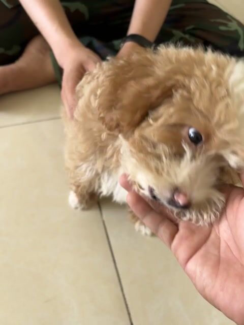 Chó Poodle Đực đã tiêm phòng 2 mũi. Mua bán Chó tại Quận 10 Tp Hồ Chí Minh được đăng bởi Đực Mánh hình 1