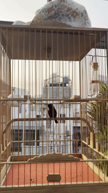 Chim bảy màu lồng tre Thuần hơn 1 năm. Mua bán Chim tại Quận Gò Vấp Tp Hồ Chí Minh được đăng bởi Nguyễn Minh Tâm hình 1