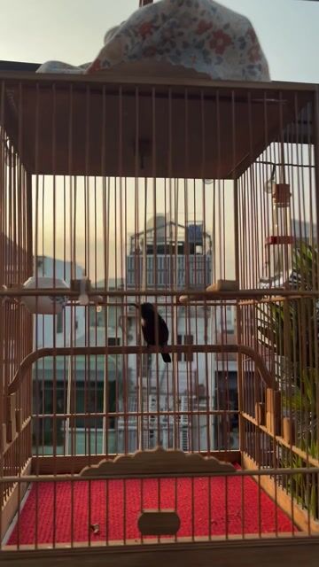 Chim bảy màu lồng tre Thuần hơn 1 năm. Mua bán Chim tại Quận Gò Vấp Tp Hồ Chí Minh được đăng bởi Nguyễn Minh Tâm hình 1