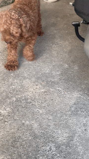 Chó Poodle Nâu Đã thiến. Mua bán Chó tại Huyện Vĩnh Bảo Hải Phòng được đăng bởi Nguyễn Thuỳ Dương hình 1