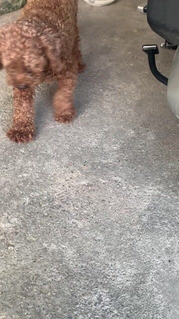 Chó Poodle Nâu Đã thiến. Mua bán Chó tại Huyện Vĩnh Bảo Hải Phòng được đăng bởi Nguyễn Thuỳ Dương hình 1