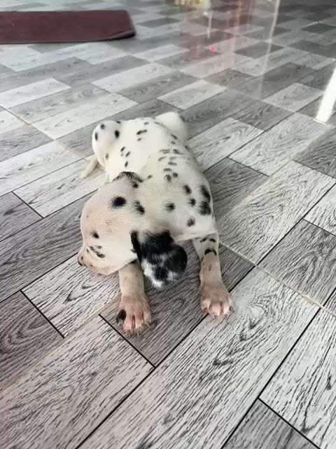 Chó Dalmatian 2 tháng đã tiêm. Mua bán Chó tại Huyện Thới Bình Cà Mau được đăng bởi Phan Nhanh hình 1