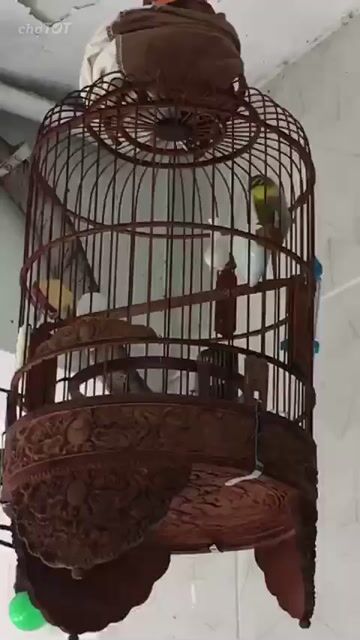 chim. Mua bán Chim tại Quận 3 Tp Hồ Chí Minh được đăng bởi tien hình 1
