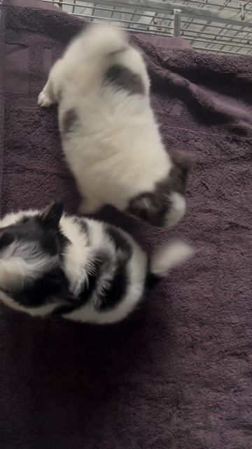 Chó Chihuahua lông dài đực. Mua bán Chó tại Quận Tân Bình Tp Hồ Chí Minh được đăng bởi Trần Đức Toàn hình 1