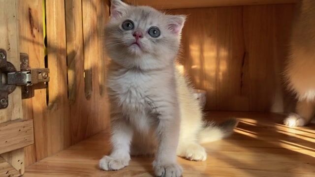 Mèo tai cụp Golden đực CY11. Mua bán Mèo tại Huyện Bình Chánh Tp Hồ Chí Minh được đăng bởi NHÀ CÓ MẤY EM MÈO  HCM hình 1