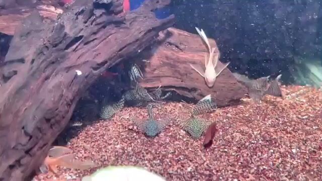 Longfin Black 5cm thướt tha điểm nhấn trong hồ cá. Mua bán Thú cưng khác tại Quận Gò Vấp Tp Hồ Chí Minh được đăng bởi Chất Pleco hình 1