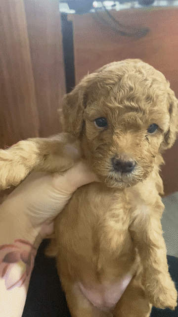 Chó Poodle mix Teacup Cái Nâu. Mua bán Chó tại Quận Phú Nhuận Tp Hồ Chí Minh được đăng bởi Châu Châu hình 1