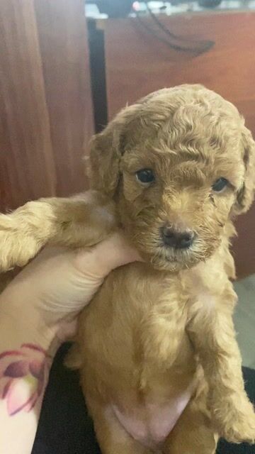 Chó Poodle mix Teacup Cái Nâu. Mua bán Chó tại Quận Phú Nhuận Tp Hồ Chí Minh được đăng bởi Châu Châu hình 1