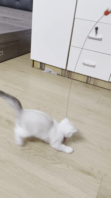 Tìm bố mẹ mới cho bé mèo ALN trắng. Mua bán Mèo tại Huyện Hoài Đức Hà Nội được đăng bởi Phan Tiến hình 1