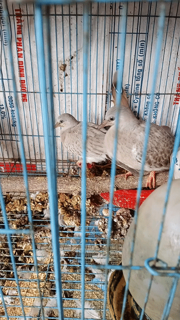 Chim bồ câu Xám cặp Khỏe mạnh. Mua bán Chim tại Huyện Thống Nhất Đồng Nai được đăng bởi Tuấn Trương hình 1