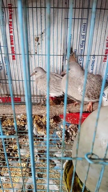 Chim bồ câu Xám cặp Khỏe mạnh. Mua bán Chim tại Huyện Thống Nhất Đồng Nai được đăng bởi Tuấn Trương hình 1