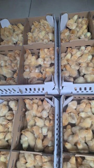 Gà ta thả vườn🐤 Gà ta gi🐤gà chọi lai có bán
