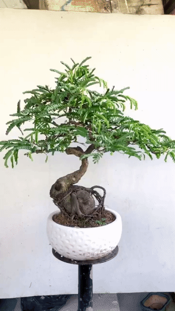 Cây cảnh Me thái bonsai. Mua bán Cây cảnh, đồ trang trí tại Huyện Trảng Bàng Tây Ninh được đăng bởi Tuyết Tuyết hình 1