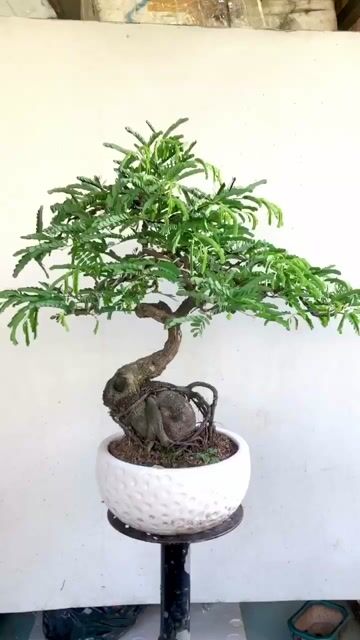 Cây cảnh Me thái bonsai. Mua bán Cây cảnh, đồ trang trí tại Huyện Trảng Bàng Tây Ninh được đăng bởi Tuyết Tuyết hình 1