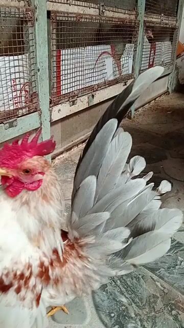 Gà Sema Xám son Trống. Mua bán Gà tại Thành phố Sóc Trăng Sóc Trăng được đăng bởi hải p3 hình 1
