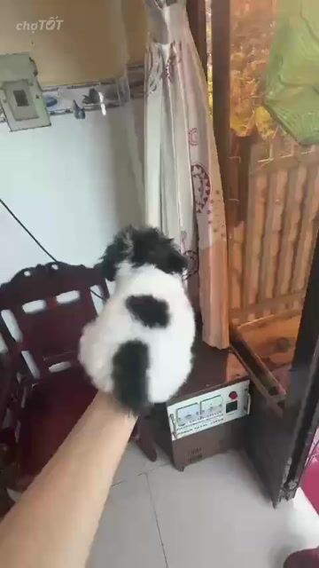 Chó Poodle Cái Nâu Nhỏ 2 tháng. Mua bán Chó tại Thành phố Thủ Đức Tp Hồ Chí Minh được đăng bởi TNS hình 1