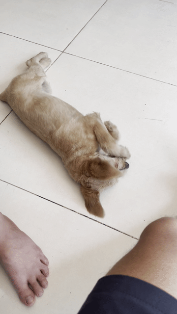 Chó Poodle cái 3 tháng đã tiêm, gl mèo lai. Mua bán Chó tại Quận 6 Tp Hồ Chí Minh được đăng bởi Ha Thanh Danh hình 1