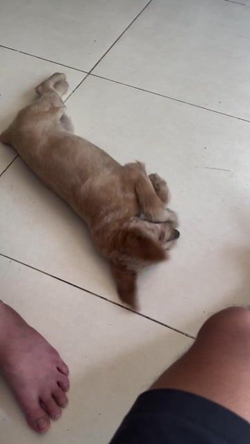 Chó Poodle cái 3 tháng đã tiêm, gl mèo lai. Mua bán Chó tại Quận 6 Tp Hồ Chí Minh được đăng bởi Ha Thanh Danh hình 1