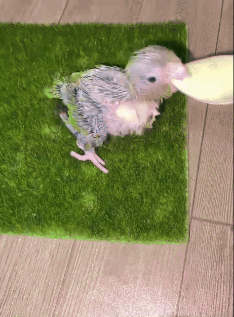 Vẹt Parrotlet Xanh lá 21 ngày tuổi. Mua bán Chim tại Quận 12 Tp Hồ Chí Minh được đăng bởi Thanh Thủy hình 1