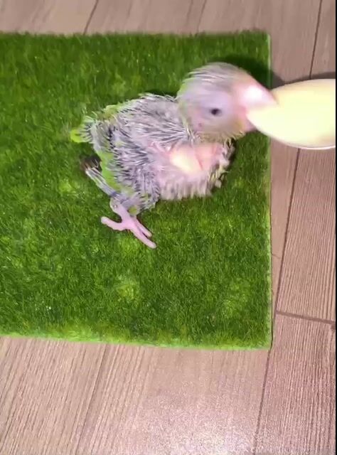Vẹt Parrotlet Xanh lá 21 ngày tuổi. Mua bán Chim tại Quận 12 Tp Hồ Chí Minh được đăng bởi Thanh Thủy hình 1