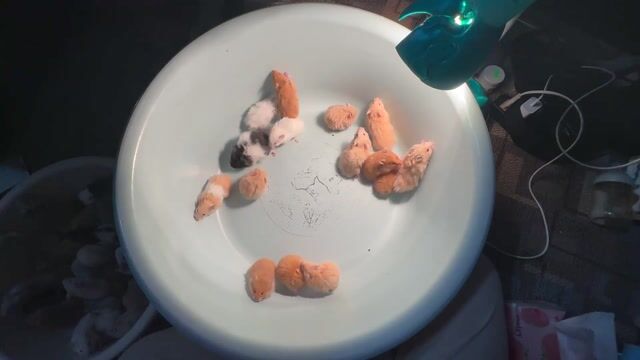 Chuột Hamster tạng to tìm ba mẹ yêu thương. Mua bán Thú cưng khác tại Quận Hai Bà Trưng Hà Nội được đăng bởi Mai Yến Nguyễn hình 1