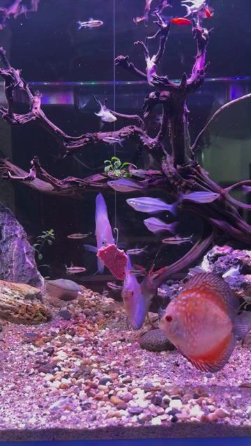 Pass 3 em cá đĩa. Mua bán Thú cưng khác tại Huyện Yên Phong Bắc Ninh được đăng bởi Phong hình 1