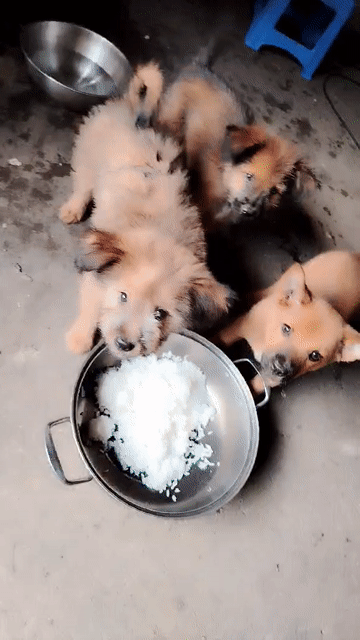 Chó con 2 tháng màu Nâu. Mua bán Chó tại Thành phố Biên Hòa Đồng Nai được đăng bởi Hoài Em hình 1