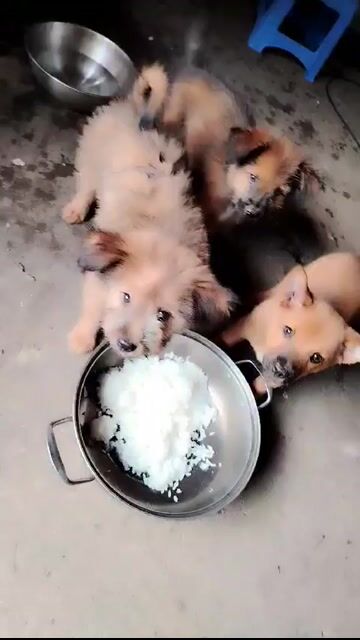 Chó con 2 tháng màu Nâu. Mua bán Chó tại Thành phố Biên Hòa Đồng Nai được đăng bởi Hoài Em hình 1