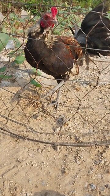 Gà trống tơ. Mua bán Gà tại Huyện Đức Hòa Long An được đăng bởi Cun Con hình 1