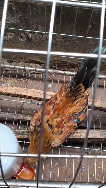 Gà tre trống hơn 7 tháng. Mua bán Gà tại Huyện Thường Tín Hà Nội được đăng bởi Nguyễn Thắng hình 1