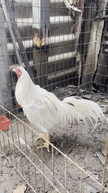 Gà Mỹ trống 3kg màu Trắng. Mua bán Gà tại Huyện Mỹ Xuyên Sóc Trăng được đăng bởi gà gjá rẻ sóc trăng hình 1