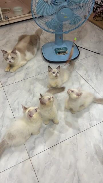 Mèo Ragdoll lùn, dài. Mua bán Mèo tại Quận 8 Tp Hồ Chí Minh được đăng bởi Tuyền Đoàn hình 1