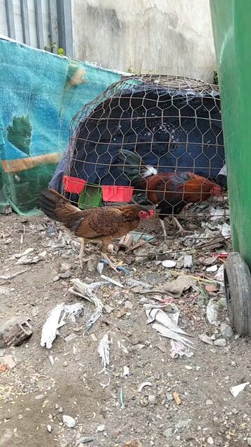 Gà mái tơ. Mua bán Gà tại Huyện Bình Chánh Tp Hồ Chí Minh được đăng bởi Nhoc  hình 1