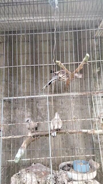 Chim ku Vân rồng. Mua bán Chim tại Huyện Vũng Liêm Vĩnh Long được đăng bởi Vĩnh  hình 1