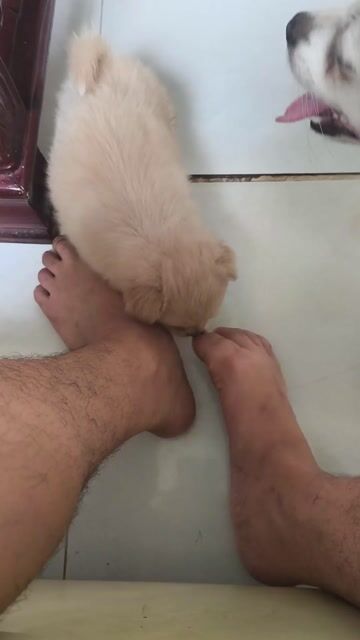 Be phoc soc cai. Mua bán Chó tại Thành phố Thủ Đức Tp Hồ Chí Minh được đăng bởi trọng anh  hình 1