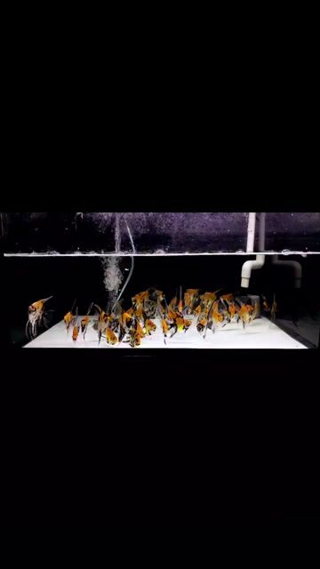 Cá Thần Tiên Red sz nhỏ chỉ 25k. Mua bán Thú cưng khác tại Quận Bình Thạnh Tp Hồ Chí Minh được đăng bởi Ngọc Duyên Aquarium hình 1