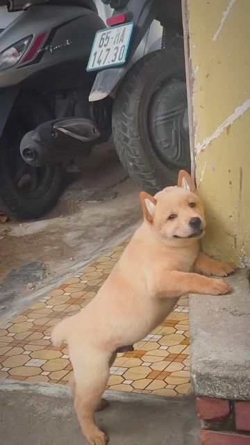 Chó Mông Cộc Màu Kem Lưỡi Đen Rất Đẹp. Chuẩn Giống. Mua bán Chó tại Quận Gò Vấp Tp Hồ Chí Minh được đăng bởi Shop SH Và Chó Cộc Sài Gòn hình 1