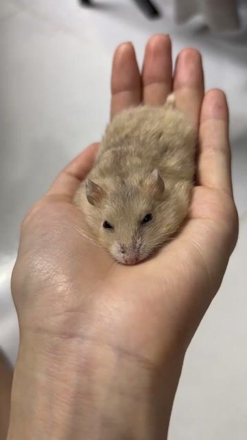 gả gấp mấy bé hams