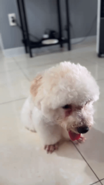 Poochon đực màu trắng/kem - Thông minh, quấn chủ. Mua bán Chó tại Quận Phú Nhuận Tp Hồ Chí Minh được đăng bởi Liam Vu hình 1