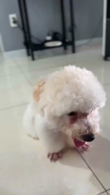 Poochon đực màu trắng/kem - Thông minh, quấn chủ. Mua bán Chó tại Quận Phú Nhuận Tp Hồ Chí Minh được đăng bởi Liam Vu hình 1