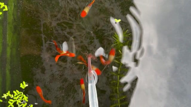 Cá cảnh Wild Koi RB Fin Đỏ. Mua bán Thú cưng khác tại Quận Hải Châu Đà Nẵng được đăng bởi Mai Phương hình 1