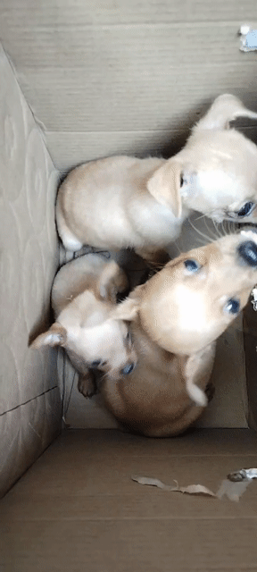 Phốc Hươu 1 đực 1 cái. Mua bán Chó tại Huyện Hoài Đức Hà Nội được đăng bởi Lạc Lạc  hình 1