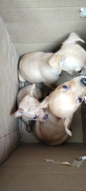 Phốc Hươu 1 đực 1 cái. Mua bán Chó tại Huyện Hoài Đức Hà Nội được đăng bởi Lạc Lạc  hình 1