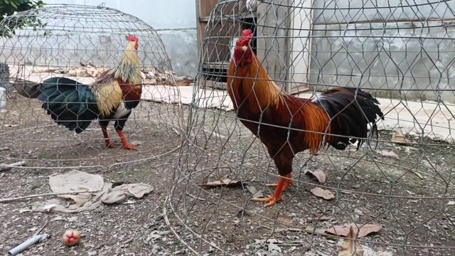 Gà chọi nhiều màu. Mua bán Gà tại Huyện Cái Bè Tiền Giang được đăng bởi Nguyễn Văn Nên hình 1