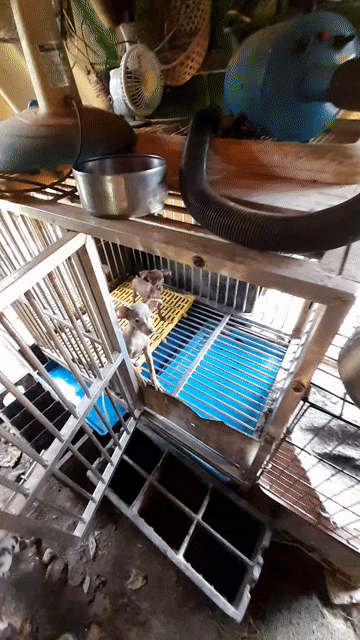 Chó Phốc hươu gần 50 ngày tuổi. Mua bán Chó tại Quận Thốt Nốt Cần Thơ được đăng bởi trại phốc hươu thuần chủng Thốt Nốt Cần Thơ hình 1