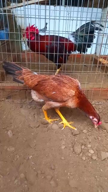 Gà siu Mỹ 1.9kg. Mua bán Gà tại Huyện Tân Hiệp Kiên Giang được đăng bởi Tuyến  hình 1