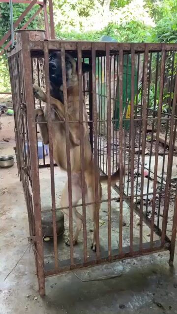 Chó Becgie Bỉ lai Phú Quốc trưởng thành. Mua bán Chó tại Huyện Cư Kuin Đắk Lắk được đăng bởi tuấn anh hình 1