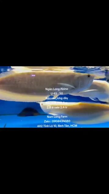 Ngân long Abino_35/37cm_vàng, bản cao_chuẩn_khoẻ. Mua bán Thú cưng khác tại Quận Bình Tân Tp Hồ Chí Minh được đăng bởi cacanhnamlong hình 1