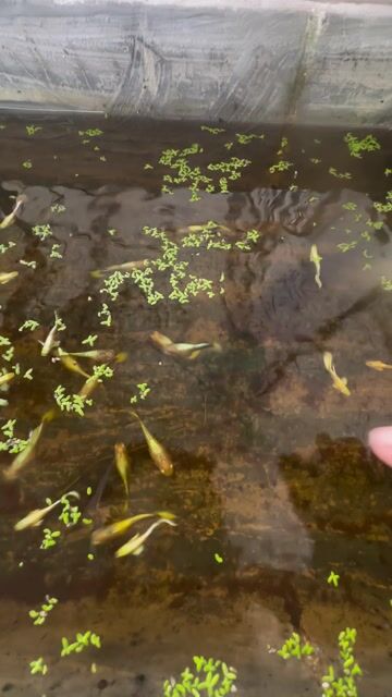 Cá Guppy Full Gold sinh sản. Mua bán Thú cưng khác tại Quận Bình Thuỷ Cần Thơ được đăng bởi LQ Store hình 1